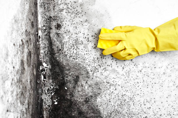Best Residential Mold Remediation in Milbank, SD