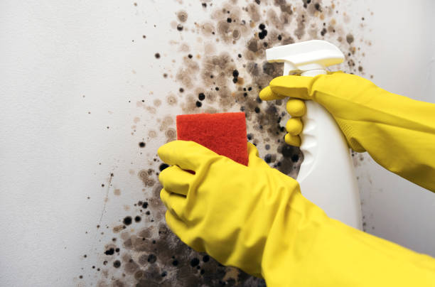 Best HVAC Mold Remediation in Milbank, SD