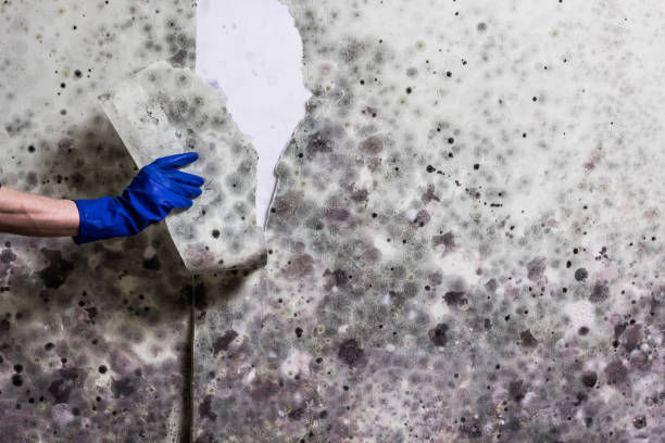 Best Industrial Mold Remediation in Milbank, SD