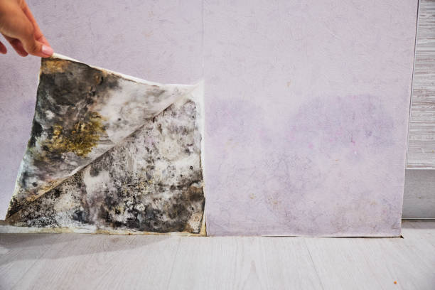Best Basement Mold Remediation in Milbank, SD